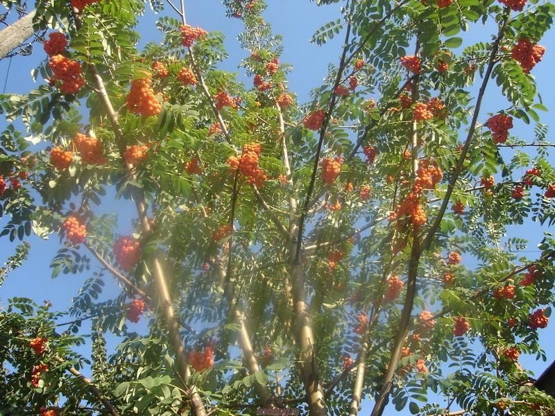 sorbus-aucuparia-8B2A.jpg