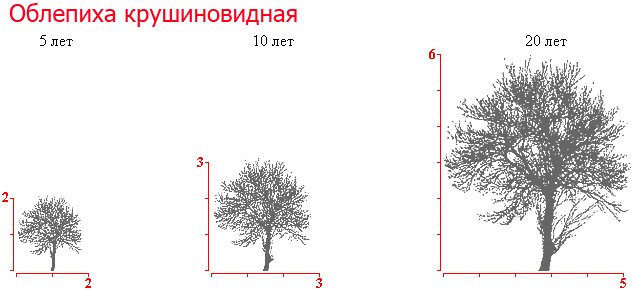 kakposaditivirastitoblepixu_419A11DA.jpg