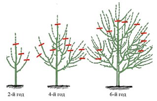 obrezkaayvi_1B810A1B.jpg